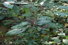 Strobilanthes ciliatus